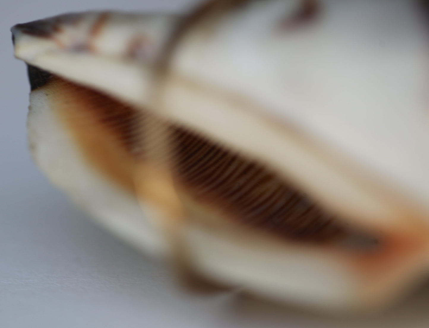 Brass Seashell Hairpin